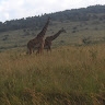 weldon kipkorir