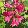 Rose City Bluff
