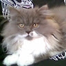 Rómeó Gátai