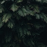 Dennoh  