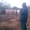 Arnold Mwamodo
