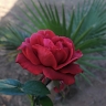 Ruth Malesela Sambo