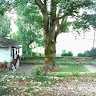 nipap 0809