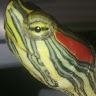 Antydox007  