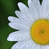 Marcelle Ceide