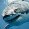 Dan Shark