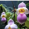 Gardenclub ofCelebration