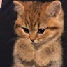 kimperchan  