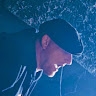 Martin Semik