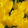 Carolyn Johnson Davis