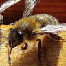 Stavros Aposporis