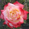 M. M. Arif Bakhtiar