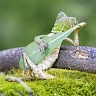Martial MASSON