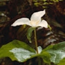 Trillium Healing & Arts  