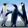 Nankunda Gilbert