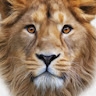 His Majesty