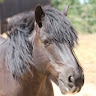 CENTRE EQUESTRE FARELLA