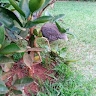 Ajore Phoebe