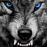 Lykon Wolf