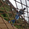Patrick njuguna