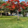 נעמי כהן שור