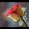 Rizna Ally