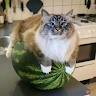 Макс Макара