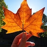 S CKM