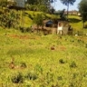 Shadrack Wafula