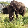 Steve Mogambi