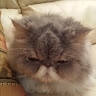 Lana Peto Kujundzic