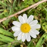 andreas  