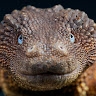 TheOGLizard  