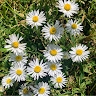 Maria Rosa Nicotera