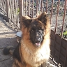 Виктор Непомящий