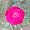 Ashique Elahi