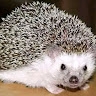 Kumba Jonas