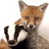 Fox& Badge