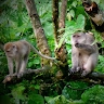 Junglebooked Adventure