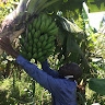 BWAMBALE Eugene