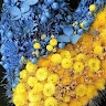 Аліна Елькіна