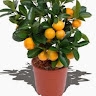 mediterranean plants