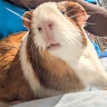 Gabby  