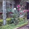 Miriti Naivasha