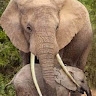 Elijah Maina
