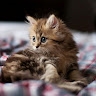 Cat like