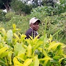Kipkemoi Josphat
