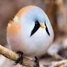 aohona arefin