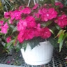 Golda  