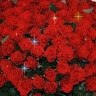 Анна Баклан